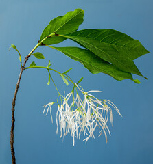 Close-up view of flowers of American fringe tree (Chionanthus virginicus).