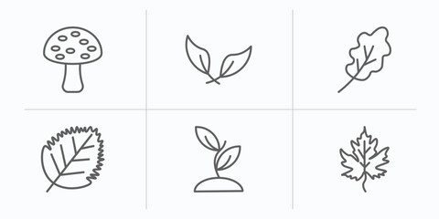 Poster - nature outline icons set. thin line icons such as amanita, falcate, oak leaf, birch leaf, seeding, gooseberry leaf vector.