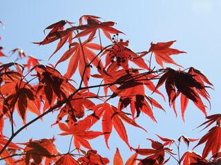 red maple leaves