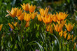 © Flower_Garden - Yearly blooms Tulipa praestans Hoog sort Shogun.