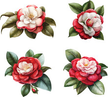 Camellia Clipart, Isolated Vector Illustration.