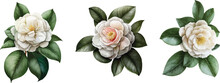 Camellia Clipart, Isolated Vector Illustration.