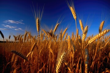 Sticker - golden wheat field under a clear blue sky Generative AI