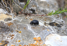 Black Beetle (Tenebrionidae) On A Stone