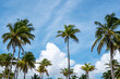 Palm Trees and white clouds against the blue sky
