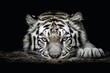 A close up portrait of mesmerizing tiger photography created with generative AI technology.