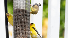 Yellow Bird On Feeder