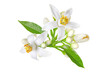 Neroli blossom. Citrus bloom. Orange tree white flowers, buds and leaves bunch isolated transparent png. 
