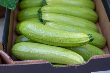 Wall Mural - Fresh ripe green courgette or zucchini in box, new harvest on organic farm in the Netherlands