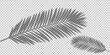 Tropical palm leaf on transparent background. Vector illustration. EPS 10