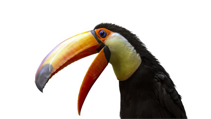 Wall Mural - PNG illustration with a transparent background digital portrait of a toucan with its beak open