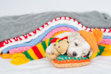 Poster - Tiny Bichon Frise puppy wearing tiny warm hat and scarf hugs toy bear and sleeps under stack of warm plaids in cold autumn or winter weather