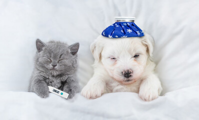Poster - Sick kitten with thermometer and Bichon Frise puppy sleep with ice bags or ice packs on it heads on a bed at home. Top down view