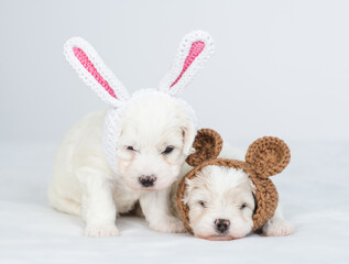 Poster - Two tiny Bichon Frise puppy wearing funny hats lying together on the bed at home