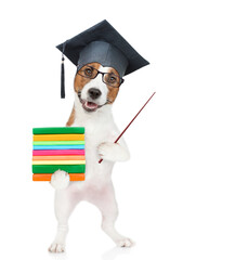 Poster - Graduated dog holding books and pointing away on empty space. isolated on white background