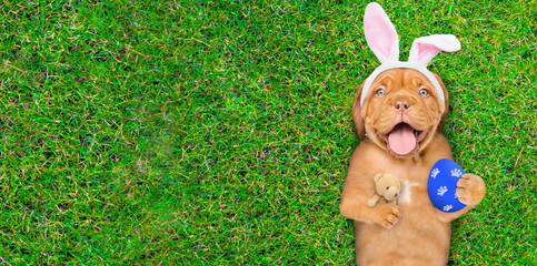 Poster - Happy Mastiff puppy wearing easter rabbits ears holds painted Easter egg and hugs toy bear on summer green grass. Top down view. Empty space for text