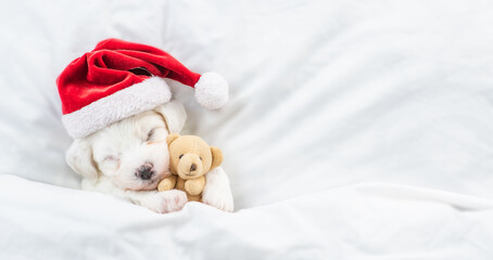 Poster - Tiny Bichon Frise puppy wearing red santa hat sleeps with toy bear under white blanket at home. Top down view. Empty space for text