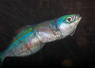 fish caught in ghost net