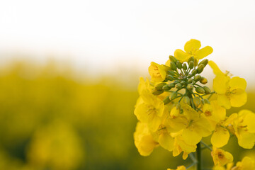 Wall Mural - Golden Sea of Canola Blossoms in the Countryside