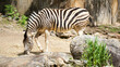 zebra in Philadelphia zoo