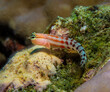 © Nick Hobgood - Clown blenny