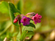 Marco of the Pulmonaria obscura, commonly: unspotted lungwort or Suffolk lungwort