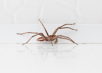 Wall Mural - spider on white wood background. macro.