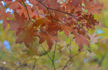 Wall Mural - red maple foliage on light green background