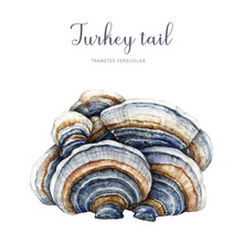Turkey Tail Mushroom Watercolor Illustration. Trametes Versicolor Hand Painted Fungus. Medicinal Mushroom Detailed Image. Turkey Tail Fungus Isolated On White Background