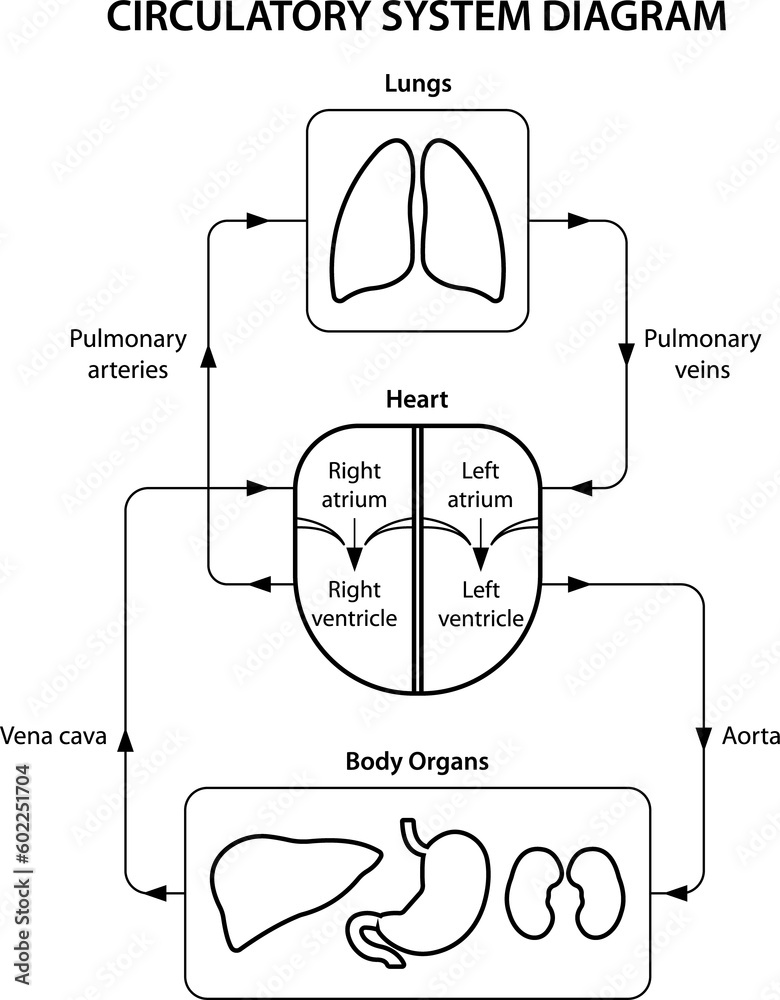Circulation Pattern Labeled Ilustración de Stock Circulatory system diagram labeled. Black and ...