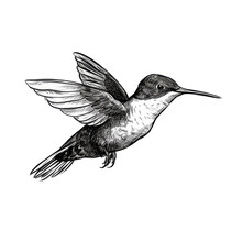 Black And White Doodle Hummingbird Logo