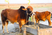 Cows Eating Grass On A Clear Day. Group Of Cows Standing In The Yard With Tie Up. Two Red And Black Healthy Cows Eating Straw Or Grass In The Rural Village Yard.