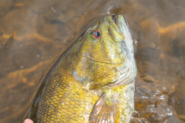 Perfect summer catch smallmouth bass held in water by his mouth, summer activity fishing leisure, copy space backgrounds theme, perfect natural light