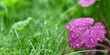 Różowy liść żurawki (Heuchera sp.) pośród traw po deszczu