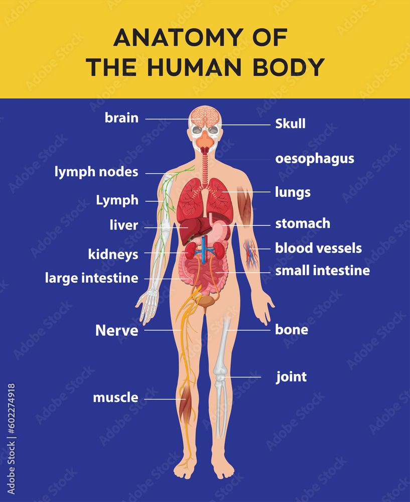 Body Part Guide Anatomy of the human body parts Stock Illustration | Adobe Stock
