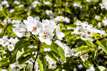 Sticker - white flowers of apple tree in city park close up on sunny spring day