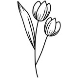 Fototapeta Tulipany - Flower Lineart