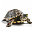 © Kemal - turtle isolated on white background