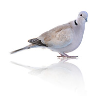 Türkentaube, Collared Pigeon