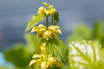 Wall Mural - Lamium galeobdolon, commonly known as yellow archangel, golden dead-nettle, artillery plant, aluminium plant, or yellow weasel-snout. It is a widespread wildflower in Europe.