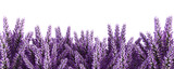 lavender flowers on a white background