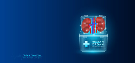 Wall Mural - Donor organ. Human kidney in cooler box translucent low poly triangles with copy space for text. Donation for organ transplantation. Medical innovation diagnosis treatment concept. Banner vector.