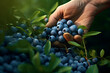 © Dinusha - picking blueberries in the forest