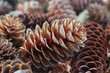 Few various mainly brown fir cones view from above close up