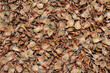 Background of many fir cone scales view from above
