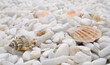 Background of well polished little mainly white stones with few motley seashells