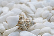Background of well polished little mainly white stones with one motley seashell among stones