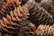 Few various mainly brown fir cones view from above