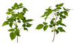 Two paspberry branches with green leaves on transparent background