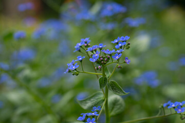 Wall Mural - Omphalodes verna, common names creeping navelwort or blue eyed Mary. Blue-eyed Mary flower in spring (Omphalodes verna) Blue small primroses, selective focus.